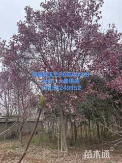 10公分绿叶碧桃