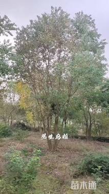 40公分(4杆)丛生乌桕