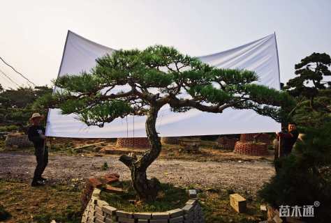 25公分造型黑松