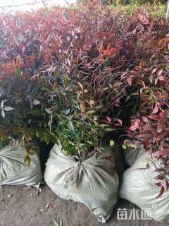 高度50厘米南天竹小苗