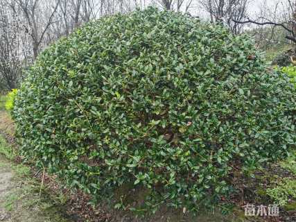 冠幅300厘米无刺枸骨球