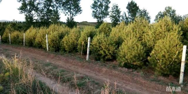 高度3000厘米白皮松