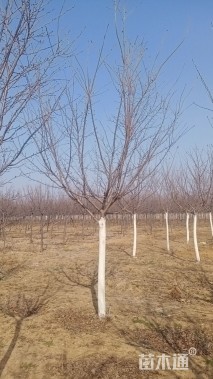 11公分江户彼岸樱