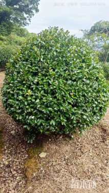 冠幅150厘米茶梅球