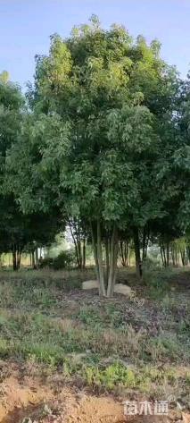 30公分(4杆)丛生香樟