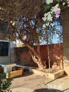 高度430厘米三角梅