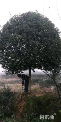 30公分朴树
