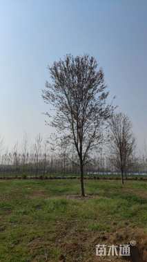 15公分美国红枫