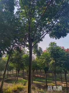 20公分黄山栾树