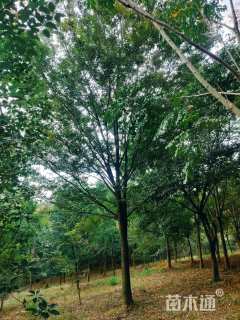 15公分榉树