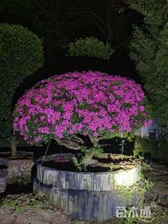 高度150厘米杜鹃