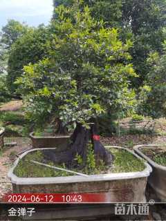 高度200厘米金弹子