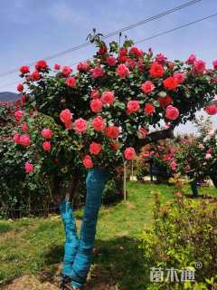 高度100厘米月季