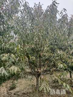 10公分红叶碧桃