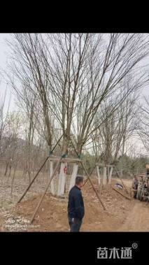 高度900厘米丛生五角枫