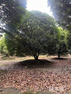 高度450厘米丛生桂花