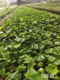 高度25厘米八角金盘