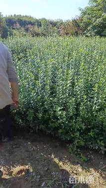 高度75厘米大叶黄杨