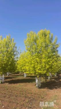 高度600厘米丛生金叶白蜡