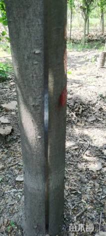 13公分西府海棠