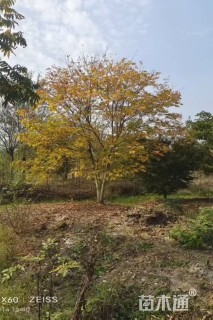 30公分(4杆)丛生无患子