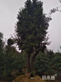 高度600厘米金弹子