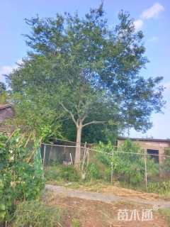 27公分朴树