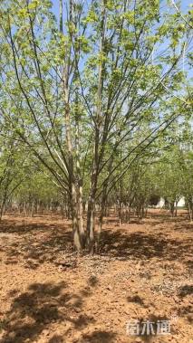 高度800厘米丛生白蜡