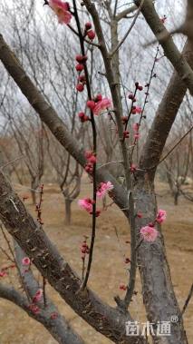 10公分骨里红梅