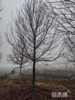 13公分美国红枫