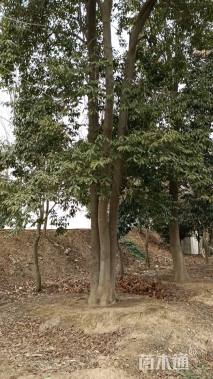 50公分红果冬青