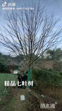20公分七叶树