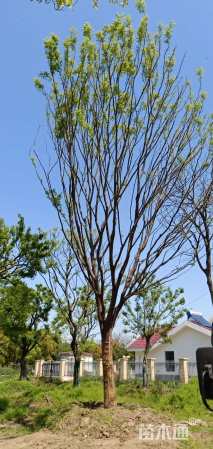 18公分朴树