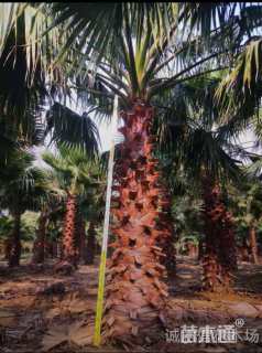 裸干高500厘米华盛顿棕榈