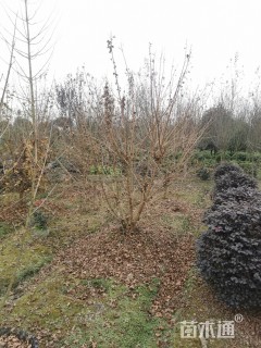 高度400厘米丛生元宝枫