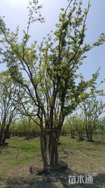 40公分(5杆)丛生朴树
