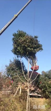 高度550厘米丛生大叶女贞