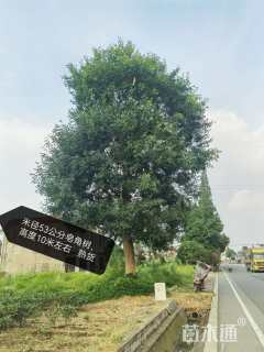 53公分红皮皂角