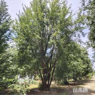 高度1500厘米丛生三角枫