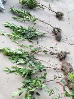 高度30厘米毛鹃