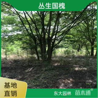 高度800厘米丛生国槐