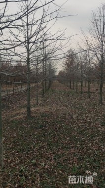 12公分绚丽海棠