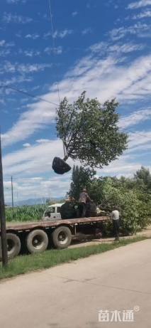 29公分八棱海棠