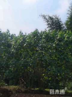 高度300厘米木芙蓉