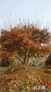 高度300厘米三季红红枫