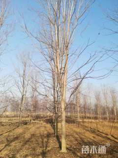 19公分美国红枫