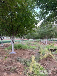 15公分绚丽海棠