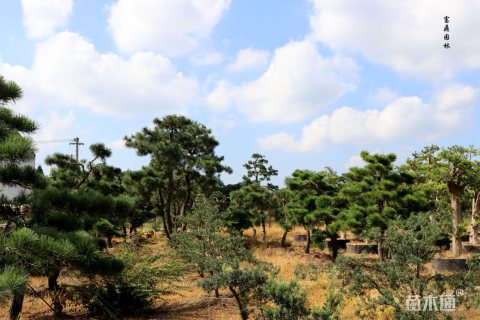 800厘米造型黑松