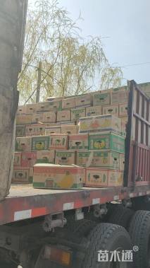 高度10厘米荷包牡丹