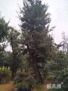 高度700厘米金弹子